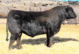 20 Package A 1 Package of 5 Embryos Guarantee of 2 Pregnancies B Good Beef Genetics Brett & Lori Goodson Walnut Springs, Texas 817-994-0063 BUF CRK THE RIGHT KIND U199 PIE ONE OF A KIND 352 (1651711)