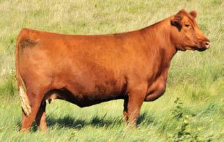He sold in the 14 Pieper Red Angus Spring Bull sale for $58,000 to Power Plus Genetics, OK, and Wildcat Ranch in TX, and his semen now sells for $100 per unit!