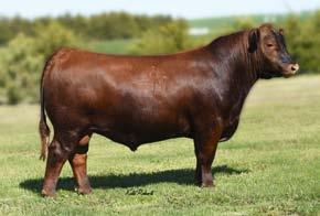 Owned by Steve Maier s daughter, Autum Hellerud, Ms Stony was the 15 NAJRAE Cow/Calf Champion with her beautiful Saga heifer calf at sire, Stony 503C, and now she is a top donor and the dam behind