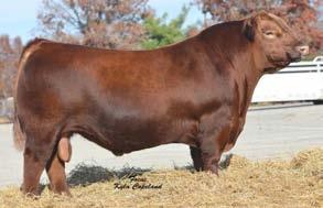 DFRA VERNICE R521 1 Package of 2 #1 Embryos Guarantee of 1 Pregnancy 26 LJC MISSION STATEMENT P27 SILVEIRAS MISSION NEXUS 1378 (1410853) SILVEIRAS DAORV 8399 RED FINE LINE MULBERRY 26P DAMAR