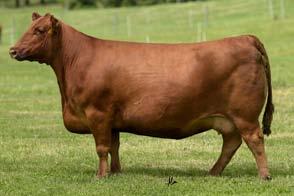 Keep your eye on this female in the future! Lot 25 embryos are sired by Global Trust 21T. He is a powerful herdsire who deeply influenced the OHR program in N.