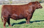 embryos are sired by the $35,000 Seneca 731C, a Rollin Deep son who is poised to take his sires place. He posts a 74# BW, 973# WW and a 1447# YW.