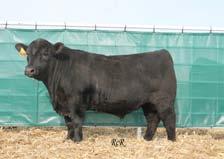 CORA 443P Maternal Grand Dam Red Wilbar Cora 443P Here s a fantastic genetic opportunity from Blairs.Ag.