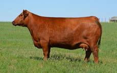 com 1 Package of 3 Embryos Guarantee of 1 Pregnancy 30 MGS Messmer Jericho W041 The Aviator 502 genetics were on fire at the DAMAR dispersal!