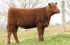 This mating to the now deceased Wideload will result in three-quarter siblings to our Lot 1 $30,000 bull in the inaugural FHSU sale this spring (Wideload X Miss Aja).