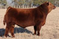Dam of embryos is MNS Sheena 1750 who is one of the most recognized and productive females in the Red Angus breed.