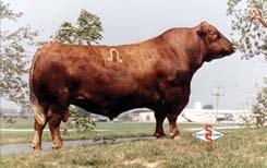 DOUBLE CHIEFN601 LEACHMAN VANESA 5900 (172303) PRF VANESSA P276 This semen package contains some of the breeds legends, bulls that literally built the breed!