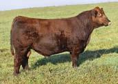 1 Pick of the 2017 Heifers Heifer Sires Rouse Red Angus Gene Rouse Dan Bormann-Herd