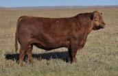We have been a cooperator of Bieber Red Angus for the last 13 years, and our cow herd is