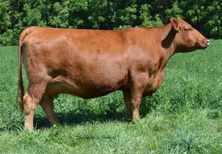 2 Proven Donor Cow SLGN X-TRA SWEET 058X Registration # 1364491 1A - 100% Tattoo - SLGN 058X DOB - 2/14/2010 BW- 81 WW - 611 YW - 891 Sells OPEN and Ready to Flush Cowtraks Ranch Samantha Frederick