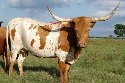 All offspring are Millennium Futurity eligible. Don t miss her. Untarnished Consignor: Larry & Deborah Stewart Lazy L Longhorns TLBAA No.