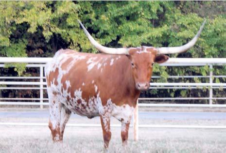 Lucy Creek s Rangerette Miss Yates 99 BREEDING: Exposed to Zabaco from 6/14/07 to 7/15/07 and BH Mr. Smokey from 7/15/07 to sale date. COMMENTS: OCV'd. What a beauty!