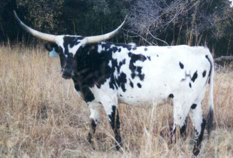 : 78/0 Calved: 4/27/2000 Description: Light red, black nose Vision Quest Bold Vision J&R s Bold Beauty Cotton Bale Painted Warrior Amyx 205 BREEDING: Exposed to JR Seman from 4/15/07 to 10/27/07.