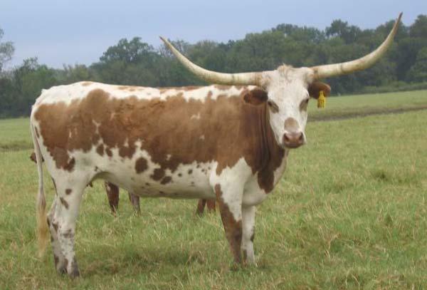 : 606 Calved: 10/4/2006 Description: White with red ears, legs and spots Fantom Chex Coach LCR Buena Joya Stars On Fire Five Star Dwevile s Claw Leslie BREEDING: Not exposed. COMMENTS: OCV'd.