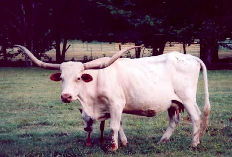 This lady carries great horn genetics and a perfect calving record. Exposed to our big-horned bull Zabaco, and should calf near sale date. L Diamond Essence Consignor: William Wick TLBAA No.