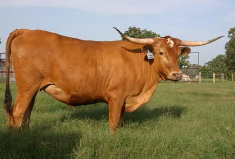Dixie Hunter Delta Bubbles COMMENTS: OCV'd. Delta Pia is the Top of The Crop of the great Johnnie Hoffman bred cows. She has it all.