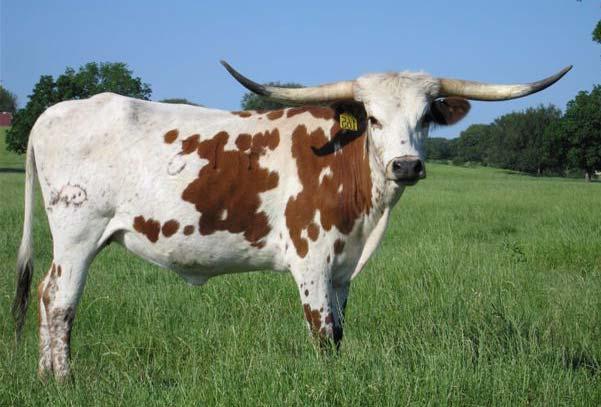 Bred to the great horn producing Awesome Viagra. Classey Angel Consignor: Joe Valentine Panther Creek Longhorns TLBAA No.