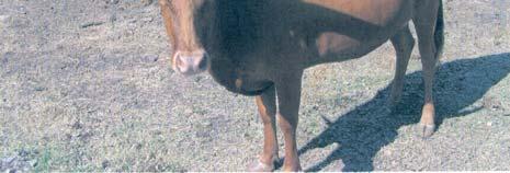 4/3/07 to 5/20/07 & JM Sue from 5/20/07 to 8/28/07. COMMENTS: We wanted to bring one of our best cows to this special sale and here she is.