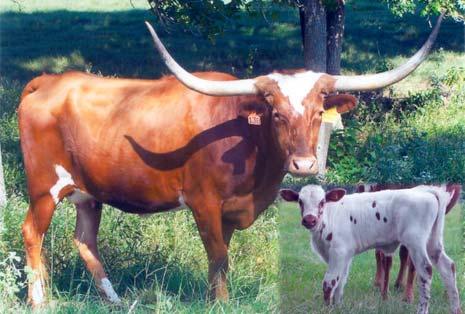 : 131 Calved: 4/18/2001 Description: White red sides ears Plainsman FD VJ Tommie (aka Unlimited) Ranch Lady DH Cutie Pie Watson 83 Main Attraction BREEDING: GR Grand Unlimited from 12/22/06 to