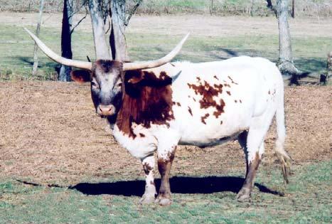 : 1/4 Calved: 5/25/2003 Description: Red Diamond W Pay Chex Bueno Chex Delta Tari CB Pinar Highway Man Quick Study BREEDING: Exposed to PCC Evader from 6/15/07 to 10/18/07 and Riverfork s Hired Gun