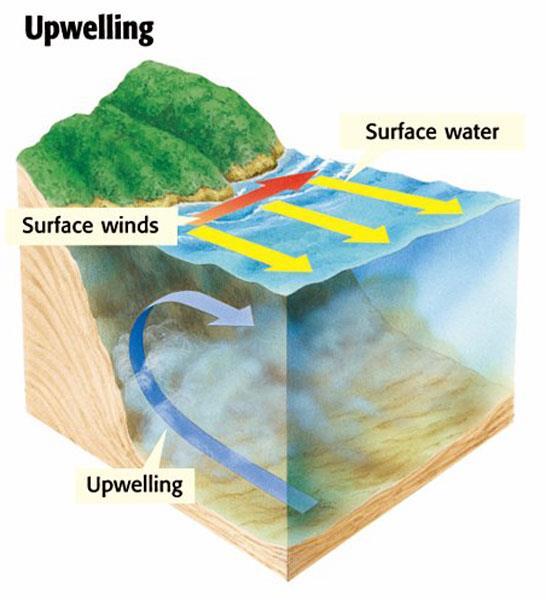Upwelling: _ water to the surface of the ocean. The that are brought to the support the growth of plankton. support larger organisms, such as fish and seabirds.