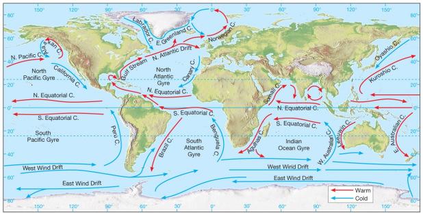Global Winds and Ocean Currents The Coriolis force deflects surface currents poleward, which form nearly circular patterns of ocean currents called gyres.
