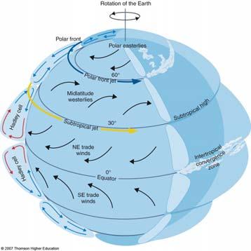 Coriolis force produces easterlies Hadley Cell GLOBAL CIRCULATION In reality, we have three cells, with boundaries at about 30º and 60º latitude. This results in sinking air at 30ºN and 30ºS.