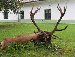 Prices 2018 Red Deer Hunting Season: Old, big Trophy Stag: 01.09. - 31.10. Cull Stag: 01.09. - 31.01. Hind, Hind Calf: 01.09. - 31.01. Calf: 01.09. - 28.02.