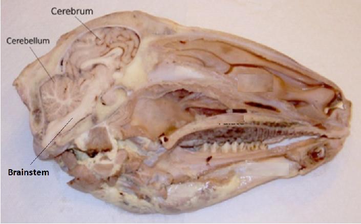 Spongiform Encephalopathy surveillance programs to preserve the brainstem for laboratory examination. Follow-up bleeding of the stunned animal is required.
