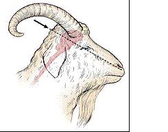 901:12-1-05 10 (c) All goats and horned sheep - for the gunshot or penetrating