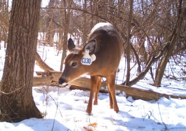 Permits issued by DEC allowed for a significant increase in deer taken near campus via archery equipment and captive bolt, and these additional methods should help decrease deer numbers and impacts