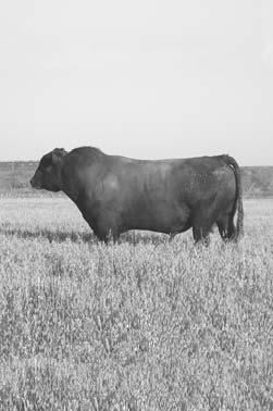 Richard Bode 325/372-1515 CORRIENTE BULLS Solid Black, Purebred Two Years Old Fertility and Trich Tested Britt 254/485-6333 100 TEXAS LONGHORN BULLS For Sale or Lease Over 100 Breeding Age Mostly Two