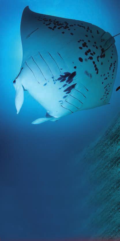 PALAU Palau Islands Diving Palau whitetip and grey reef sharks, jacks, barracuda