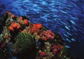 The dive sites consist predominantly of steep coral reef walls with sea fans, however there are also sandy sea-grass slopes and two wrecks where a plethora of marine life can be found.