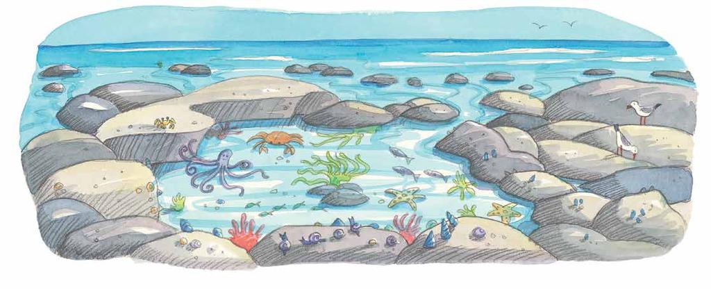 Chapter 1 Home by the sea On the rocky shore next to the sea, there was a tide pool. In the tide pool lived many plants and animals.