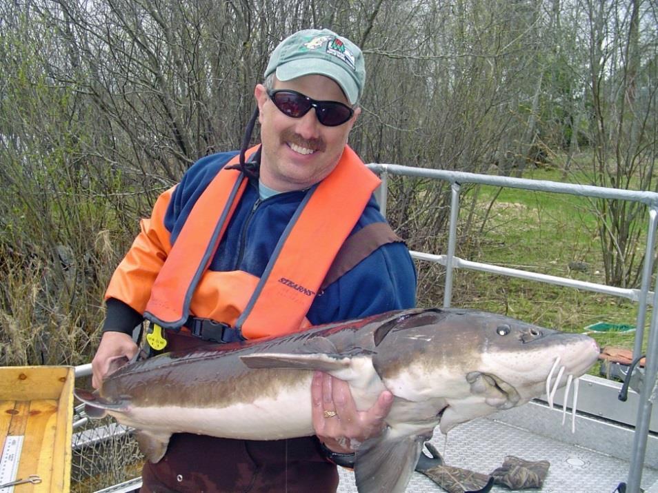 Fidelity of Adult Lake Sturgeon to Green Bay Rivers Michael Donofrio, Wisconsin DNR Dr.