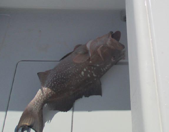 Took awhile but first SLOB on the NEW BOAT!!!!!!!!!!!!!!!!!!! Findictive 2.0 is on the score board with a 30 red grouper caught by one of our finest Athletes who will remain nameless!