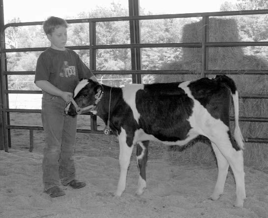 Holstein BREEDS OF DAIRY CATTLE These large black and white dairy cattle originated in the northern part of the Netherlands in the provinces of West Friesland and North Holland.