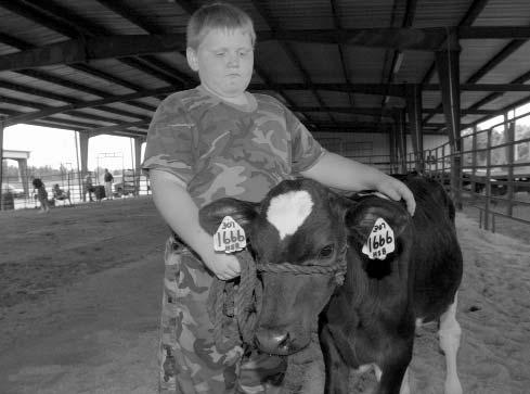 COMMERCIAL DAIRY HEIFER PROJECT In addition to showing registered dairy cows, you can participate in Mississippi's commercial dairy heifer project, which includes dairy shows across the state.