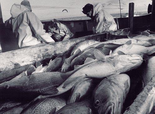 In the last few decades, fisheries scientists have increasingly warned that many fish stocks are being fished too hard.