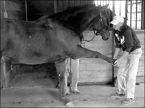 Hands On If you ask Hannum to evaluate and work on your horse, he ll be willing to listen to you describe what you re feeling or what your horse s symptoms are but mostly because he might hear a clue