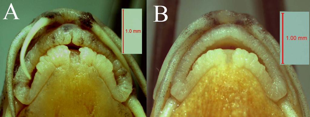Physoschistura tigrinum, new species (Fig. 1) Type material. Holotype. MUMF 11051, 73.