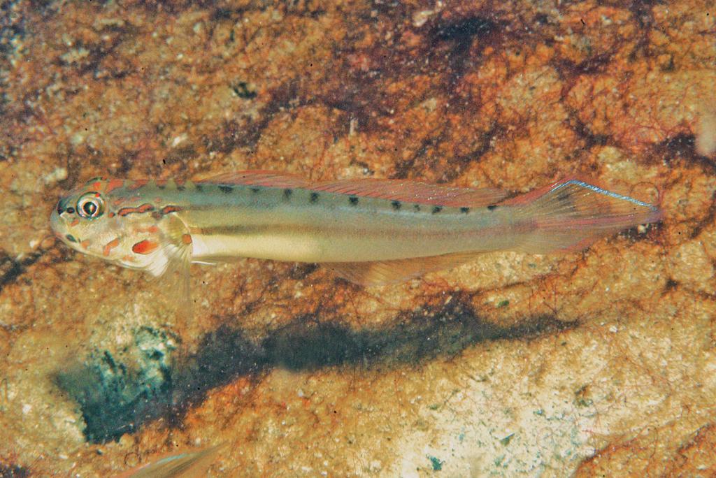 Figure 3. Amblygobius calvatus, underwater photograph, approx. 47 mm SL, Miniloc Island, northern Palawan, Philippines (G.R. Allen).