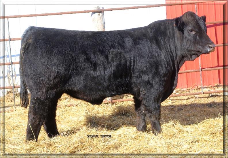 A moderate framed bull that has tremendous natural thickness over his top and carries down with a thick deep quarter.