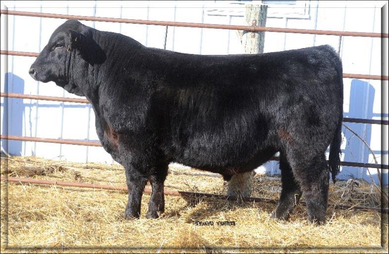 A higher percentage bull with fresh new genetics in a muscular package. Lot 8 Lot 29 KVLKA307 DOB: 3/9/2013 Black AMGV1268539 25GV 75AN Multi R Collateral 2R BW 76 Bar GT Cross Fire 500 W ET Adj.