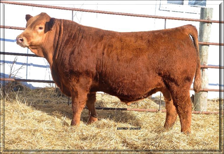 A moderate framed, bold ribbed bull that is as stout and rugged as they come. His dam is one of the best young females on the ranch while raising this calf to the top adj. weaning weight of 804!