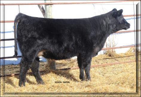 Lot 46 Lot 46 A high quality individual that is bigger bodied and easier fleshing. Has a balanced maternal look and is striking from the profile.