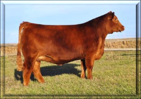 frame. She stands on a wide base and has excellent mass. Lot 42 Lot 42. Long necked, smooth shouldered heifer that is a definite show prospect.
