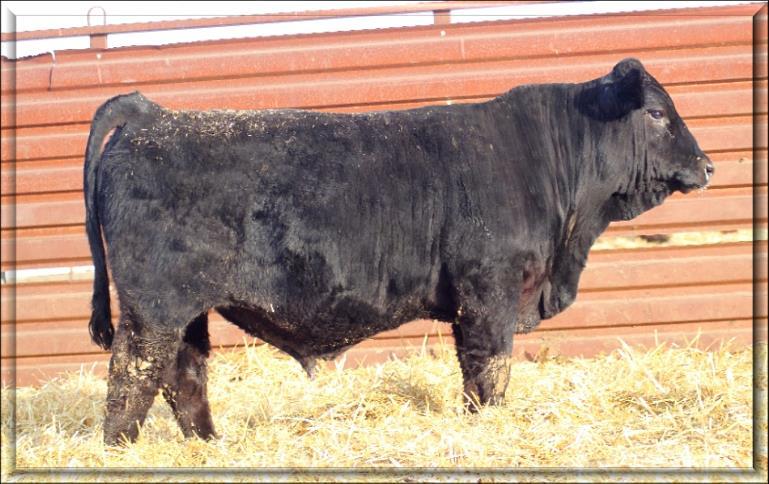 9 62 87 29 59 9 A fall bull that brings not only his extra age to the table, but also a smooth shoulder and calving ease. He ranks in the top 10% for CE.