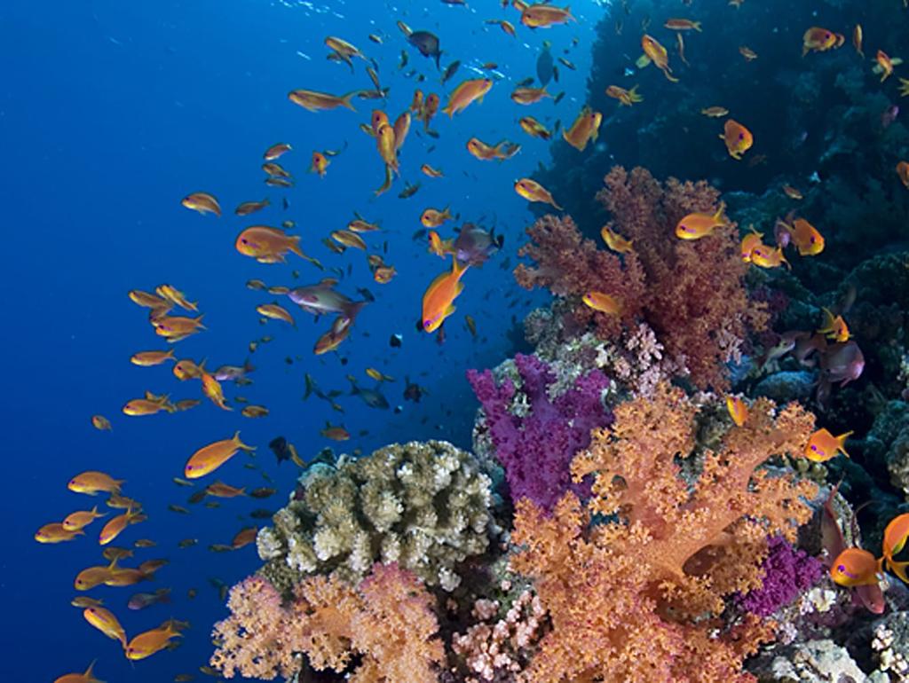 The sites combine coral gardens, arches, canyons and caves, with a huge diversity of reef fish and invertebrates, as well as turtles, rays, moray eels, octopus, and larger fish including